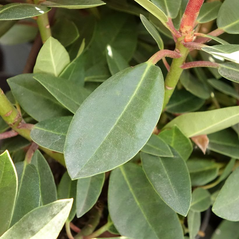 Rhododendron Raphaela (Laub)