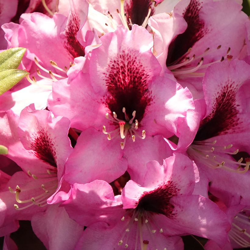Rhododendron Raphaela (Blüte)