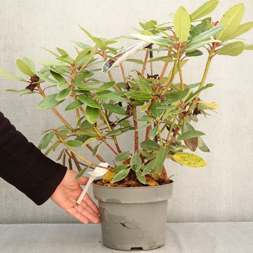 Exemplar von Rhododendron Raphaela Topf mit 4L/5L wie im Herbst geliefert
