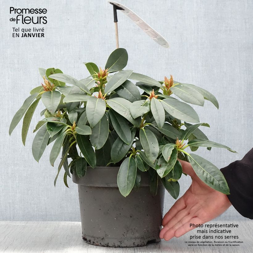 Exemplar von Rhododendron Raphaela Topf mit 4L/5L wie im Winter geliefert