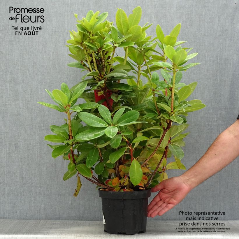 Exemplar von Rhododendron Red Jack Topf mit 4L/5L wie im Sommer geliefert