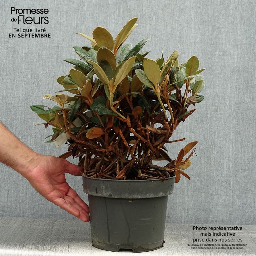 Exemplar von Rhododendron INKARHO Bellini Topf mit 4L/5L wie im Herbst geliefert