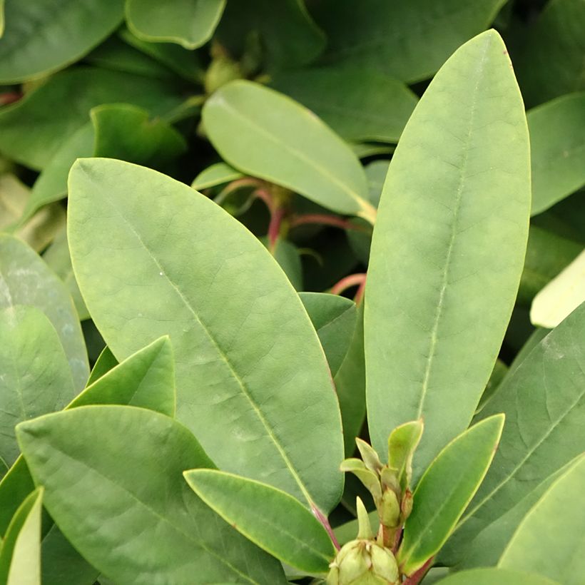 Rhododendron INKARHO Happydendron Pushy Purple (Laub)