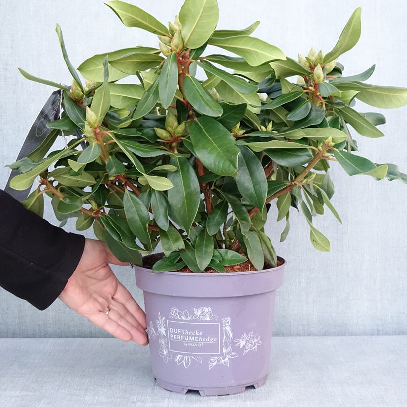 Exemplar von Rhododendron Inkarho Lila Dufthecke Pot de 4L/5L wie im Winter geliefert