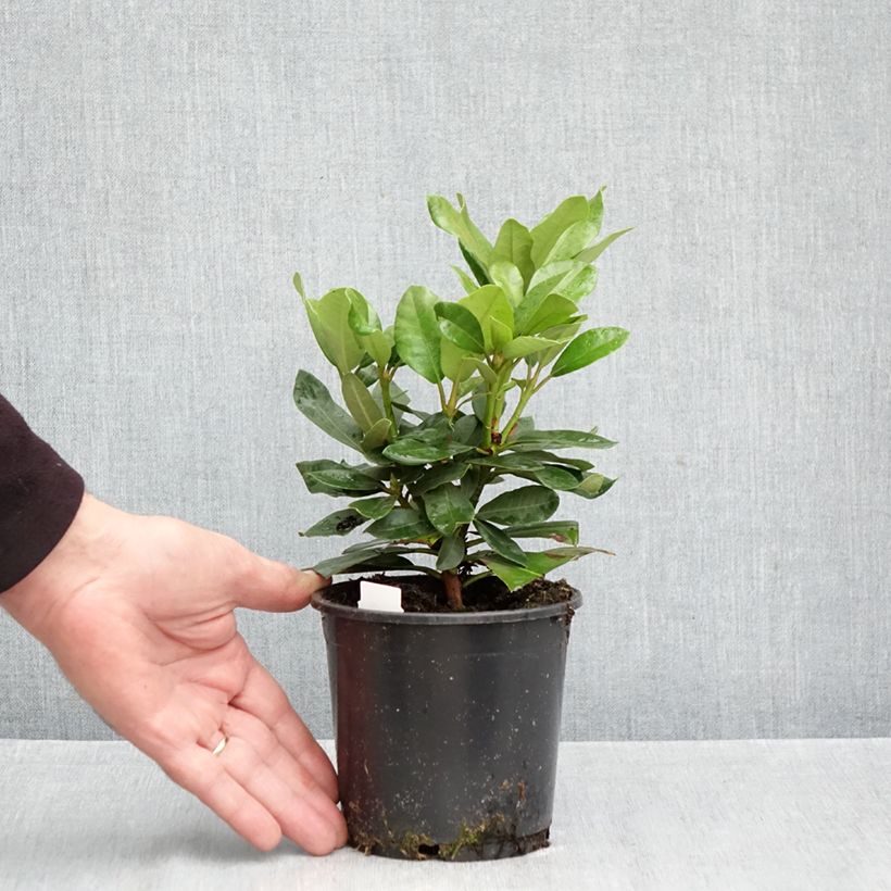 Exemplar von Rhododendron INKARHO Nova Zembla Topf 12 cm / 13 cm wie im Herbst geliefert