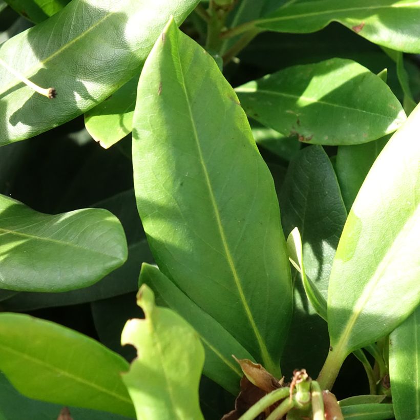 Rhododendron INKARHO® Rosa Dufthecke (Laub)