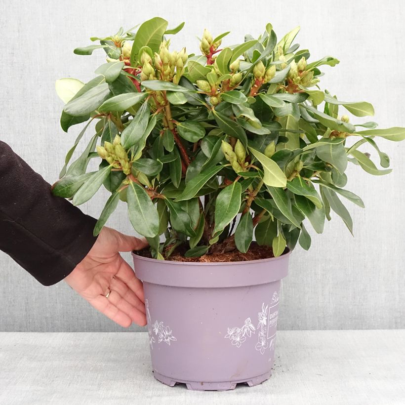 Exemplar von Rhododendron Inkarho Rosa Dufthecke Pot de 4L/5L wie im Winter geliefert