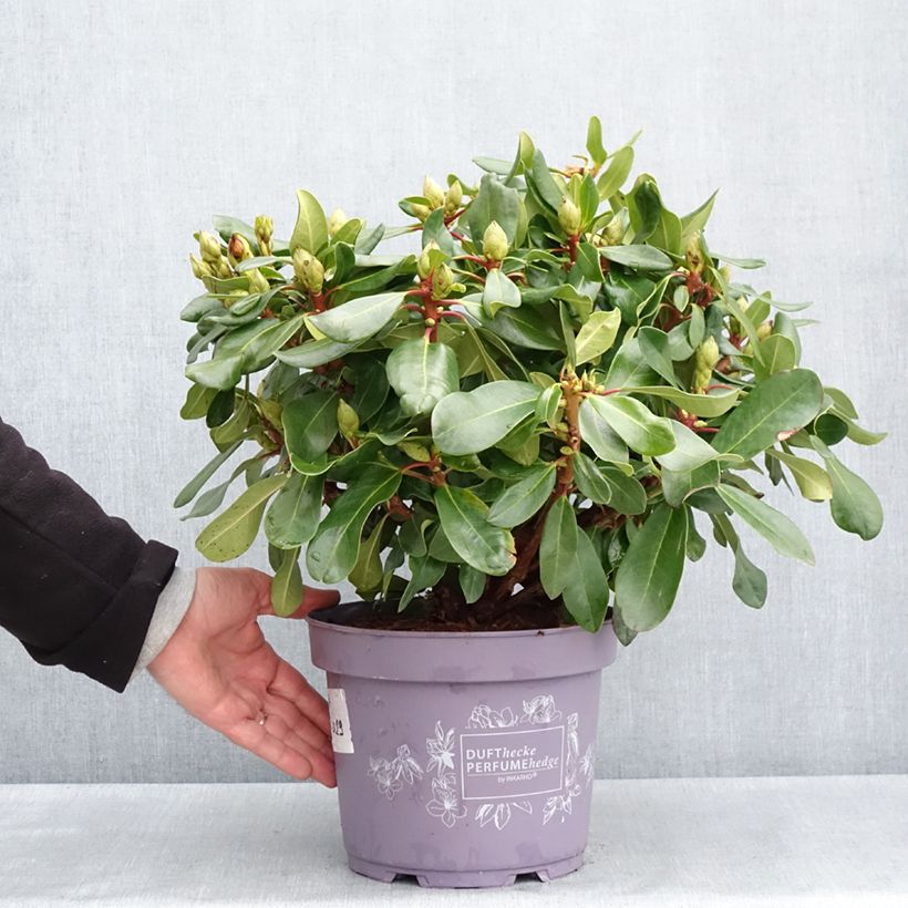 Exemplar von Rhododendron INKARHO® Rosa Dufthecke Topf mit 4L/5L wie im Frühjahr geliefert