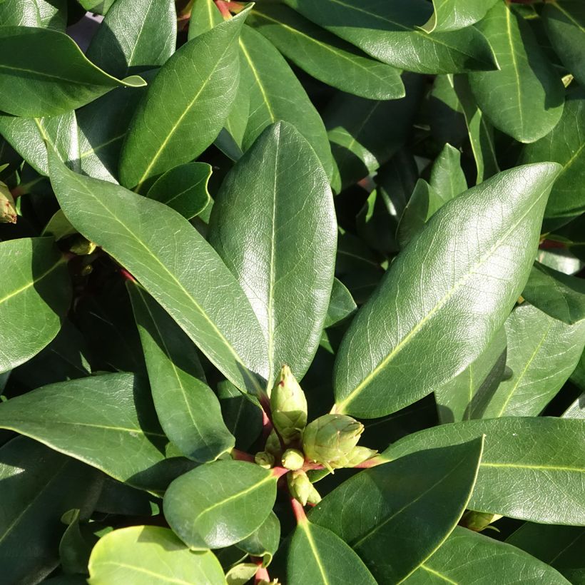 Rhododendron INKARHO® Weiße Dufthecke (Laub)