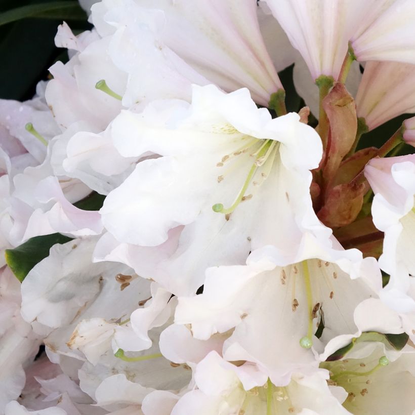 Rhododendron INKARHO® Weiße Dufthecke (Blüte)