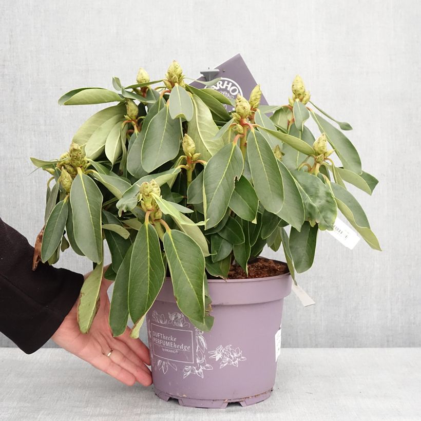 Example of Rhododendron INKARHO® Weiße Dufthecke Topf mit 4L/5L as you get in hiver