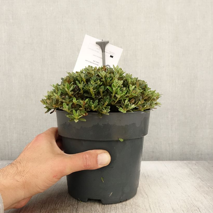 Exemplar von Rhododendron keleticum - Rhododendron nain Pot de 2L/3L wie im Herbst geliefert