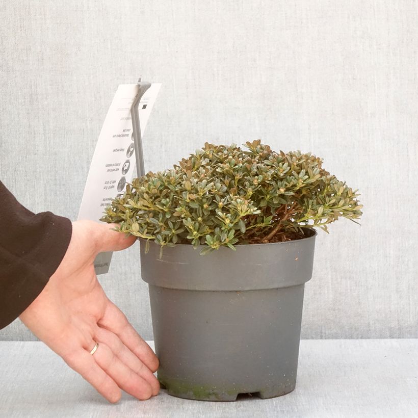 Example of Rhododendron keleticum Topf mit 2L/3L as you get in hiver