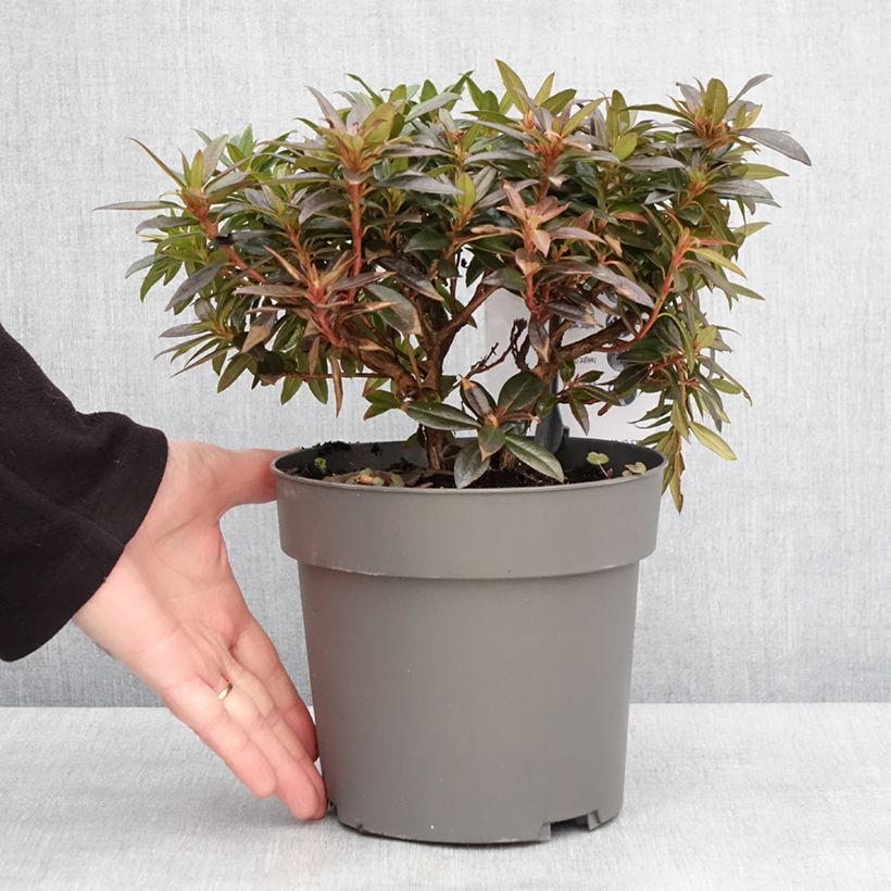 Exemplar von Rhododendron keleticum Robert Seleger - Rhododendron nain Pot de 2L/3L wie im Winter geliefert