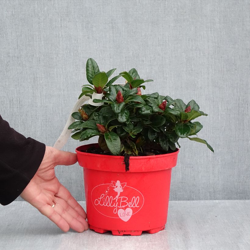 Exemplar von Rhododendron Lilly Bell Love Topf mit 3L/4L wie im Herbst geliefert