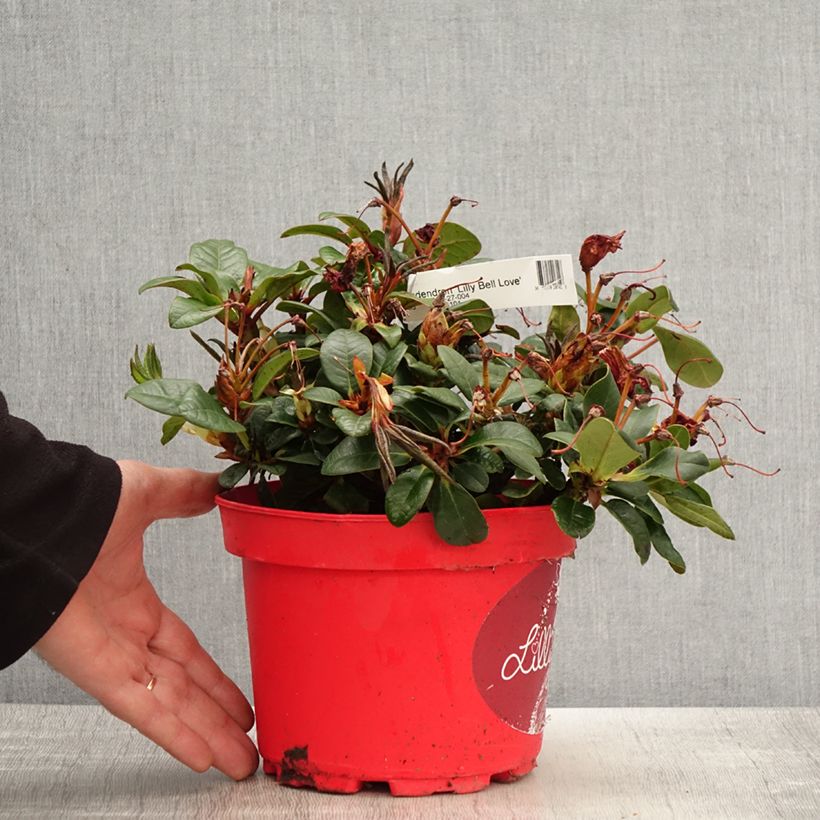 Example of Rhododendron Lilly Bell Love Topf mit 3L/4L as you get in printemps