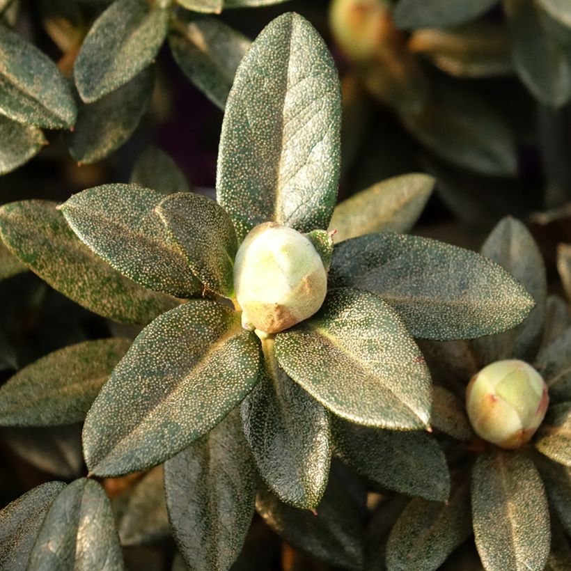 Rhododendron Lilly Bell Magic (Foliage)