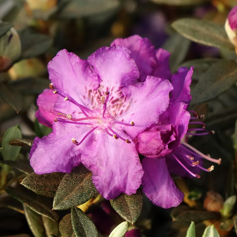 Rhododendron Lilly Bell Magic (Flowering)