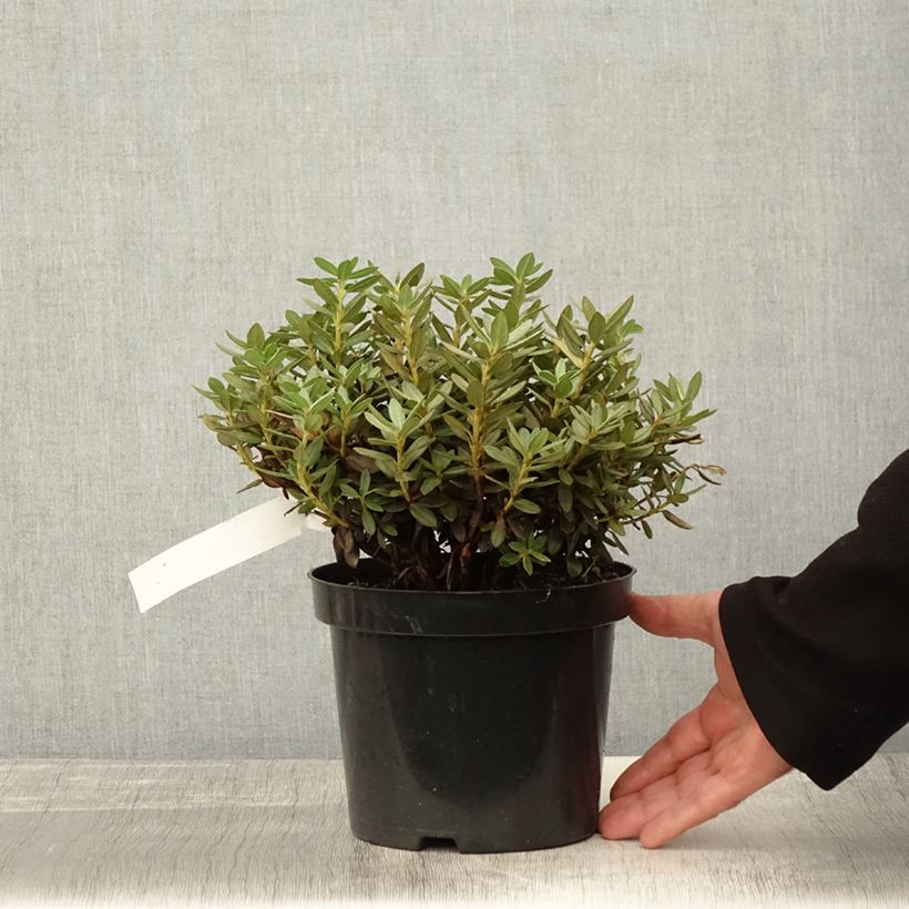 Exemplar von Rhododendron Lilly Bell Magic - Rhododendron nain Pot de 3L/4L wie im Herbst geliefert