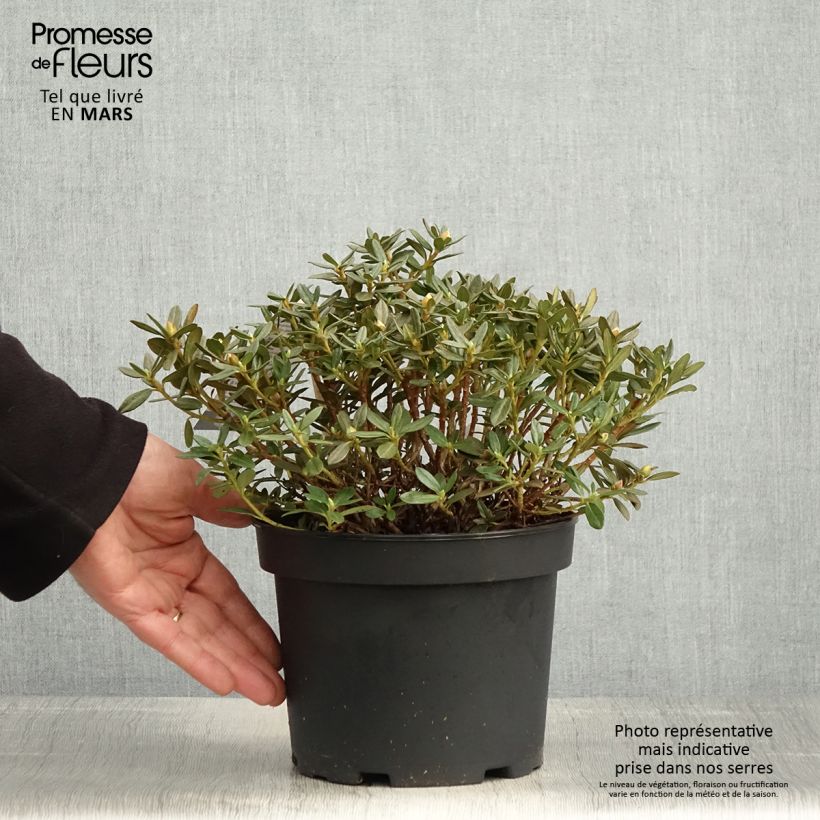 Example of Rhododendron Lilly Bell Magic Topf mit 3L/4L as you get in printemps