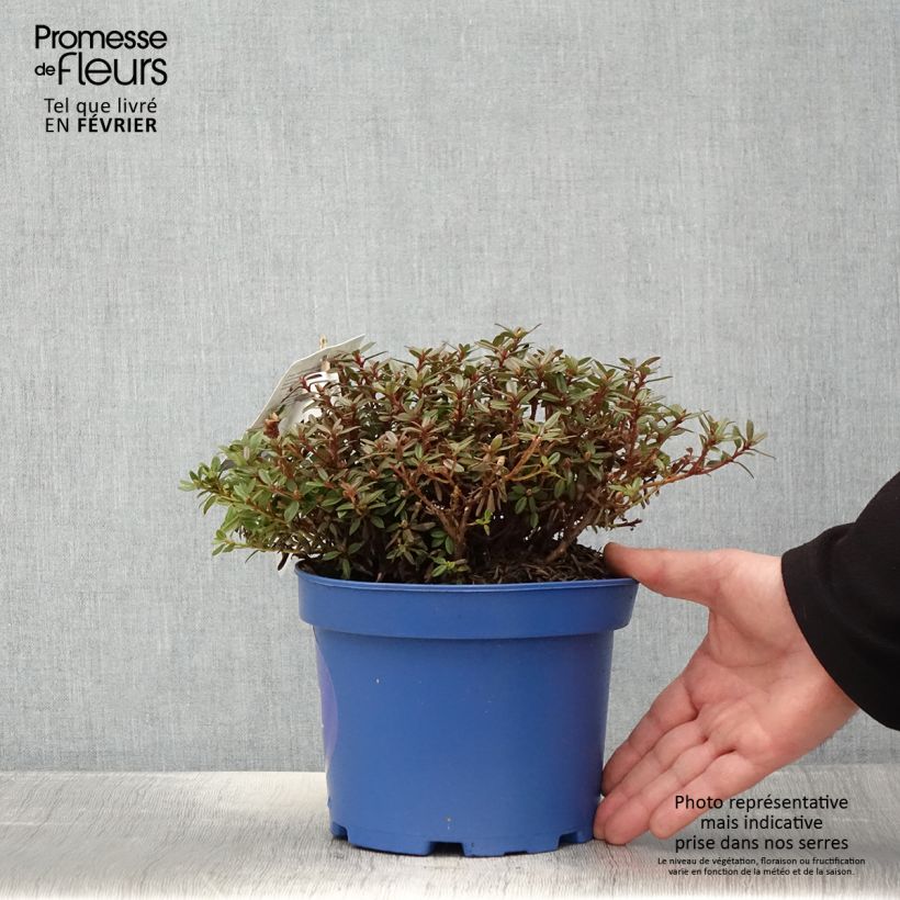 Exemplar von Rhododendron Lilly Bell  Night - Rhododendron nain Pot de 3L/4L wie im Winter geliefert
