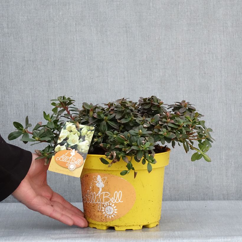 Exemplar von Rhododendron Lilly Bell Sun - Rhododendron nain Pot de 3L/4L wie im Winter geliefert