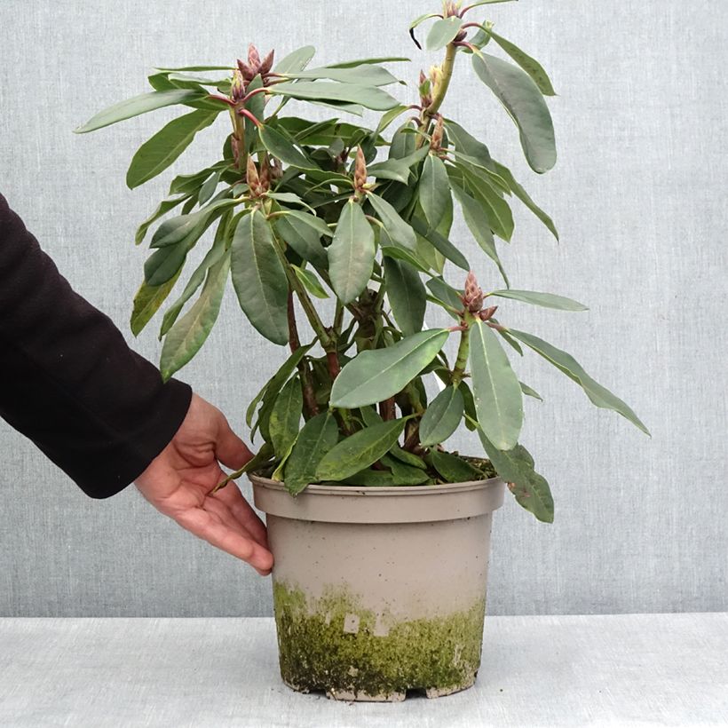 Example of Rhododendron loderi King George Topf mit 4L/5L as you get in printemps