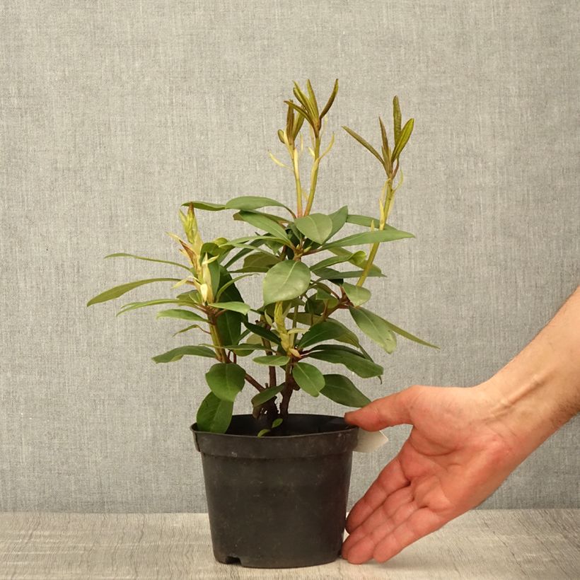 Example of Rhododendron Marcel Ménard Topf 12 cm / 13 cm as you get in printemps