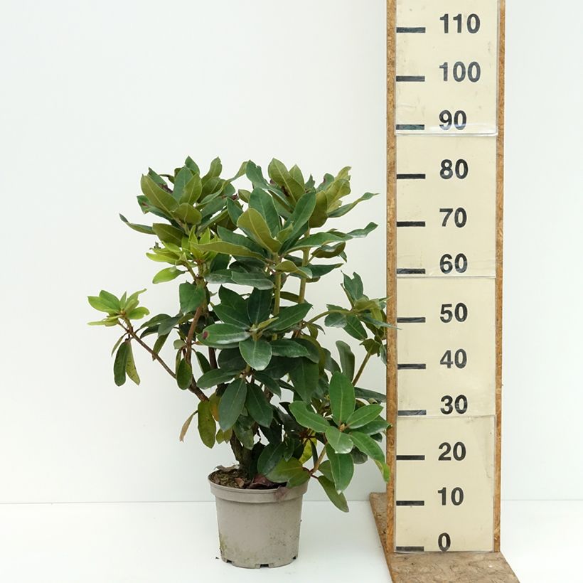 Exemplar von Rhododendron Markeeta's Prize Topf mit 4L/5L wie im Sommer geliefert