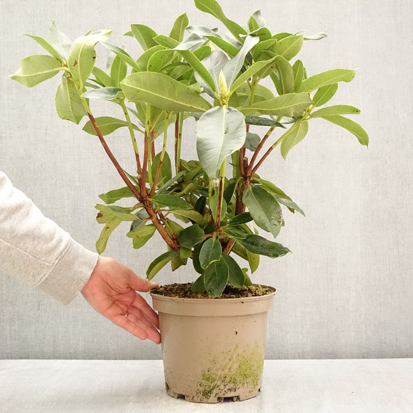 Exemplar von Rhododendron Markeeta's Prize Topf mit 4L/5L wie im Frühjahr geliefert