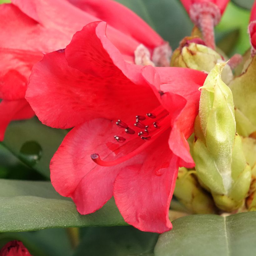 Rhododendron Melville (Blüte)