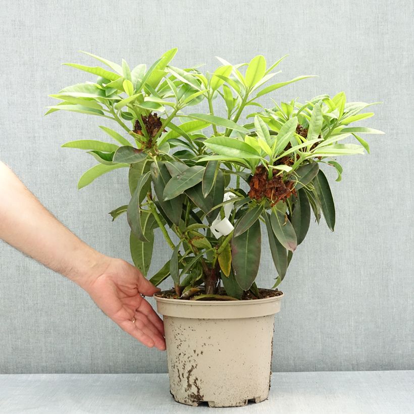 Exemplar von Rhododendron Midnight Topf mit 4L/5L wie im Frühjahr geliefert