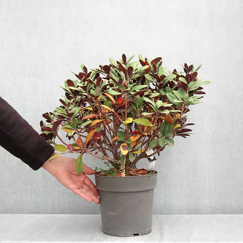 Exemplar von Rhododendron neriiflorum Burletta Topf mit 6L/7L wie im Herbst geliefert