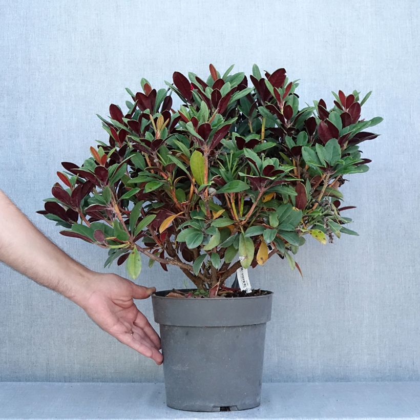 Exemplar von Rhododendron neriiflorum Burletta Topf mit 6L/7L wie im Sommer geliefert