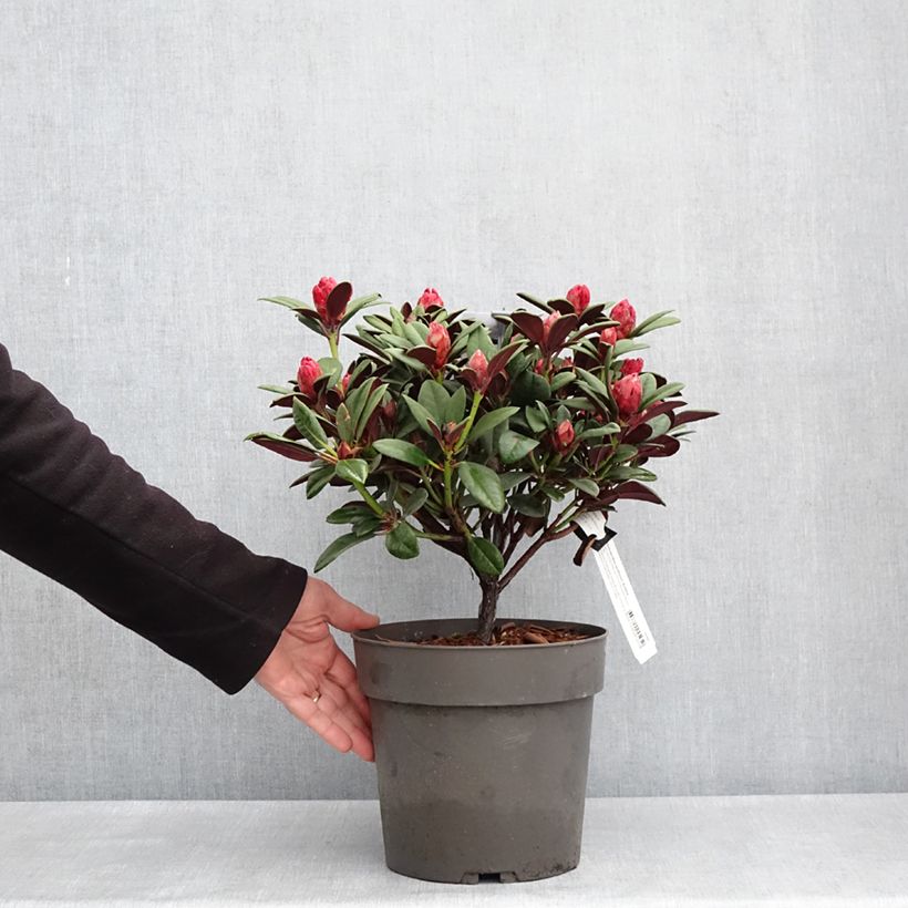 Exemplar von Rhododendron neriiflorum Burletta Topf mit 6L/7L wie im Frühjahr geliefert
