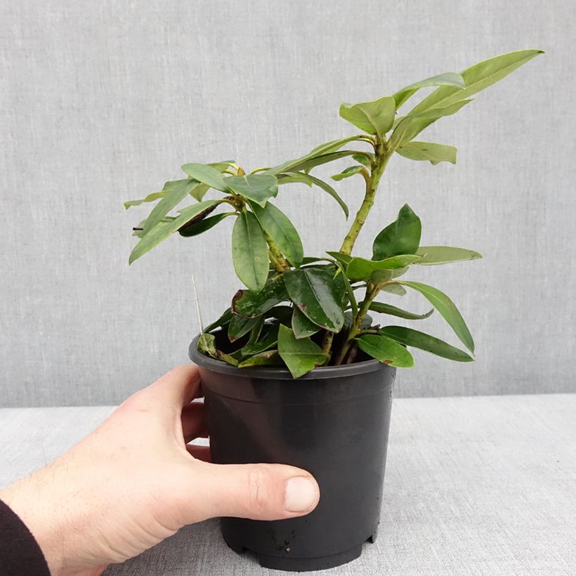 Exemplar von Rhododendron Percy Wiseman - Rhododendron nain  Pot de 12 cm / 13 cm wie im Winter geliefert