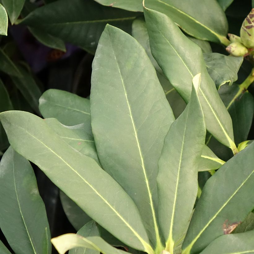 Rhododendron Polar Bear (Laub)