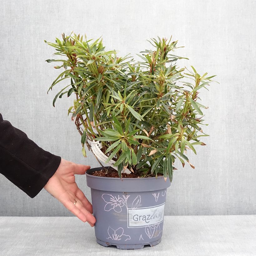 Exemplar von Rhododendron ponticum Grazeasy Dark Pink Pot de 4L/5L wie im Winter geliefert