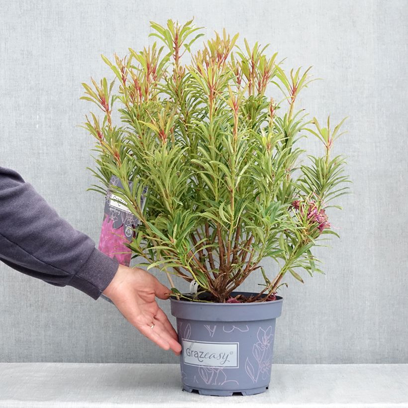 Example of Rhododendron ponticum Grazeasy Dark Pink Topf mit 4L/5L as you get in printemps