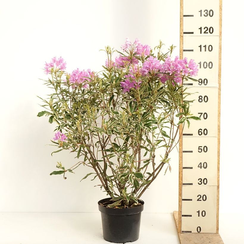 Exemplar von Rhododendron ponticum Variegatum Topf mit 7,5L/10L wie im Frühjahr geliefert