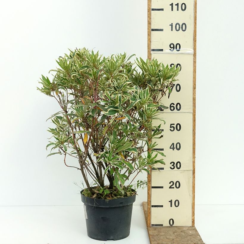 Exemplar von Rhododendron ponticum Variegatum Topf mit 7,5L/10L wie im Sommer geliefert