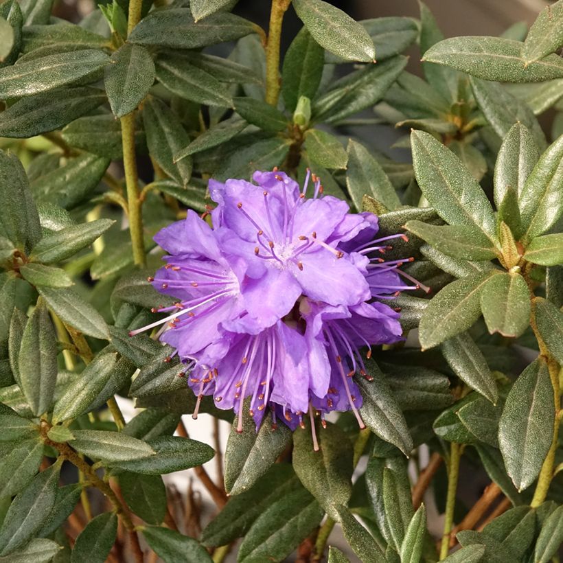 Rhododendron russatum Lauretta (Blüte)
