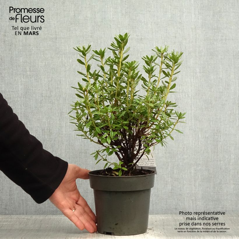 Exemplar von Rhododendron russatum Lauretta Topf mit 2L/3L wie im Frühjahr geliefert