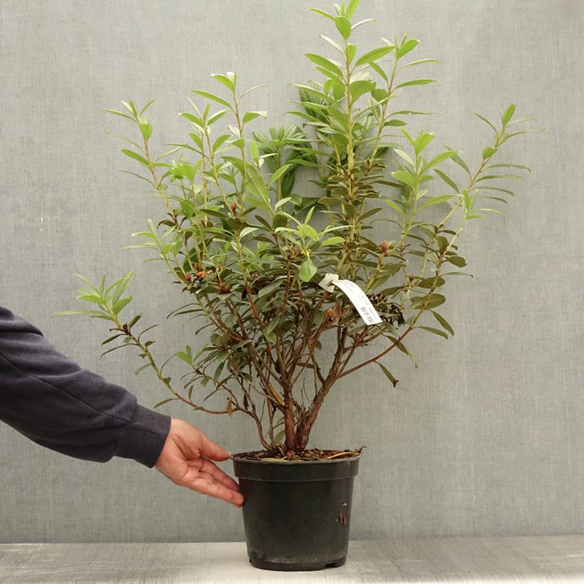 Exemplar von Rhododendron Saffron Queen Topf mit 3L/4L wie im Sommer geliefert