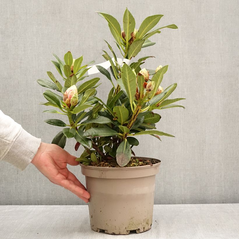 Exemplar von Rhododendron Sainte-Marine Topf mit 4L/5L wie im Frühjahr geliefert
