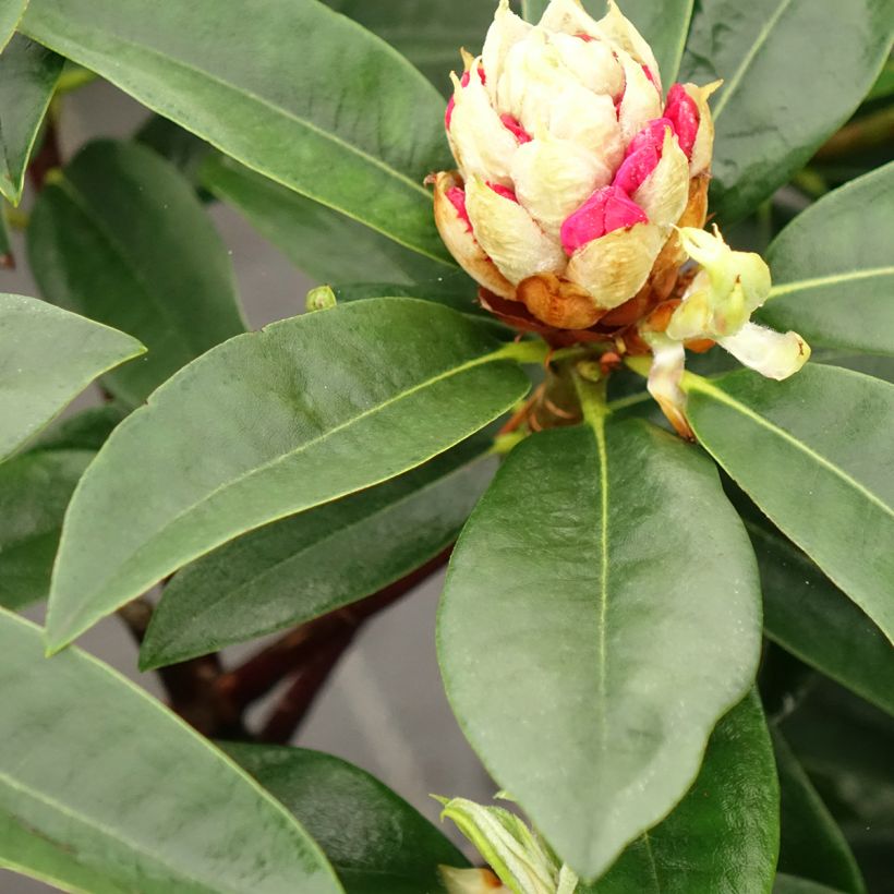 Rhododendron Souvenir de J. Broughton (Laub)