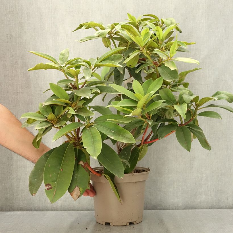 Exemplar von Rhododendron Souvenir de J. Broughton Topf mit 4L/5L wie im Sommer geliefert