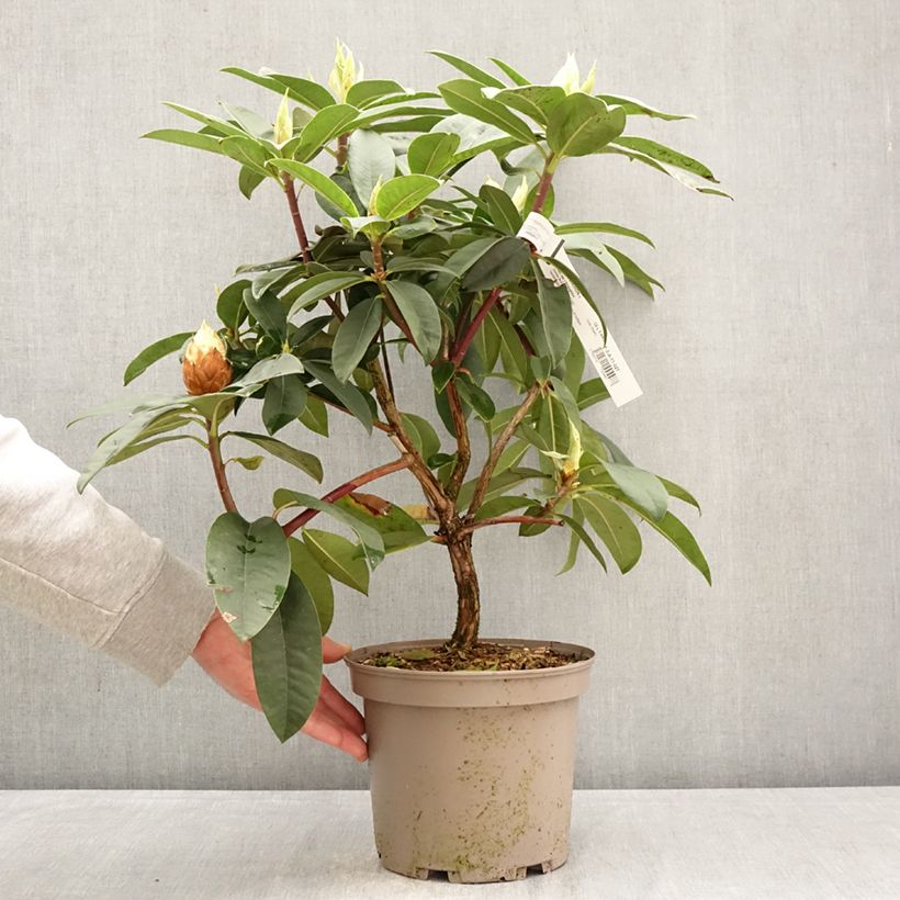 Exemplar von Rhododendron Souvenir de J. Broughton Topf mit 4L/5L wie im Frühjahr geliefert