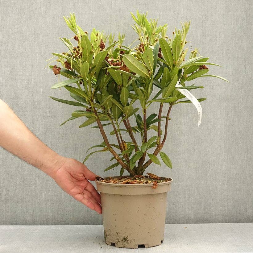 Exemplar von Rhododendron Tortoiseshell Yellow Topf mit 4L/5L wie im Frühjahr geliefert