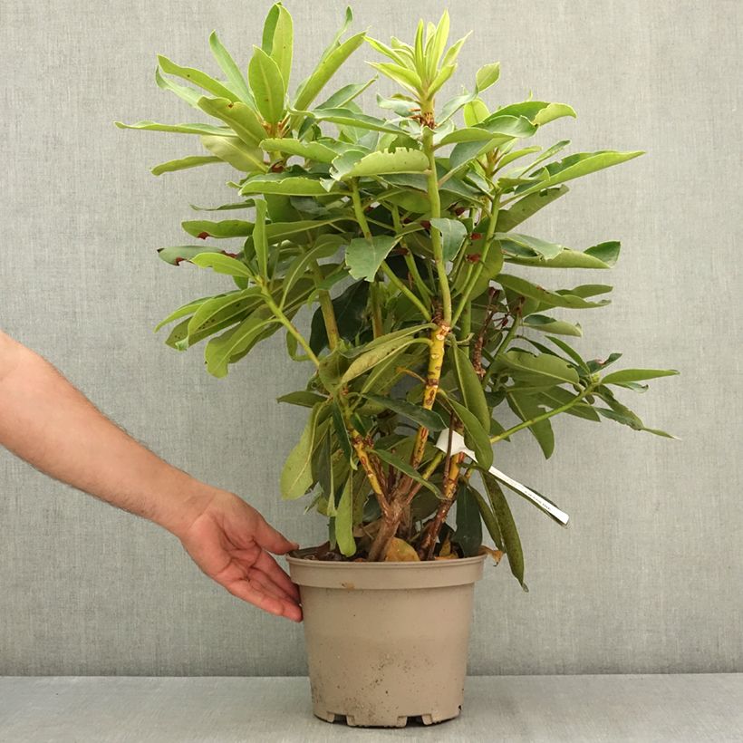 Exemplar von Rhododendron Vallée de l'Odet Topf mit 4L/5L wie im Sommer geliefert